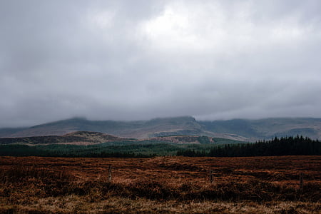 brown field near the green tree under the white clouds at daytime thumbnail