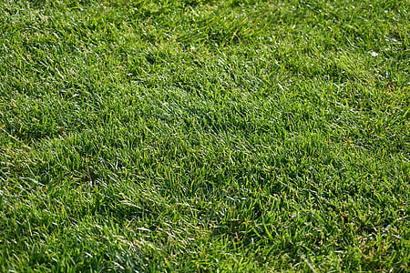 green grass thumbnail