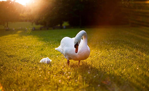goose on green grass field thumbnail