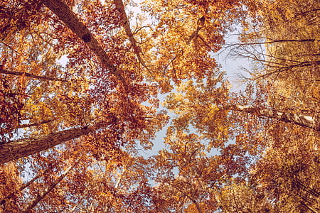 worm's eye view photography of forest thumbnail