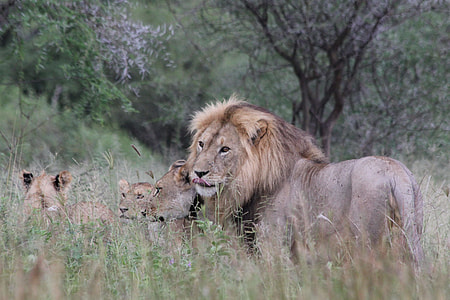 group of lion on grassy field thumbnail
