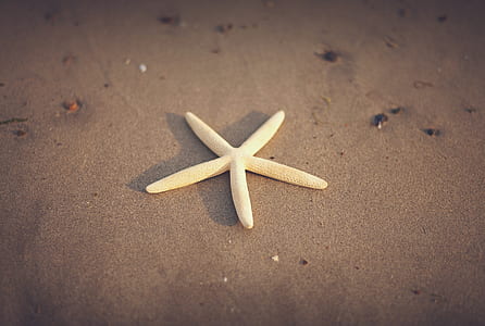 beige starfish on brown sand thumbnail