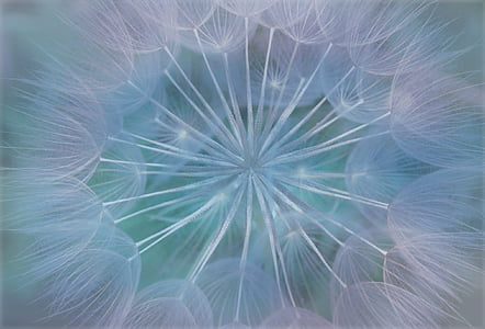 white dandelion wallpaper thumbnail