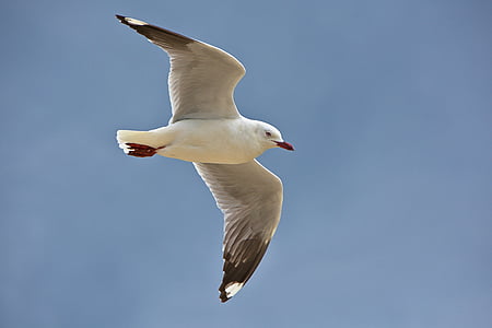 white bird flying closeup photography thumbnail