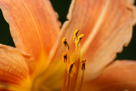 Flower Nectar, A Flower From The Inside thumbnail