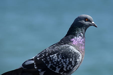 black and gray pigeon thumbnail