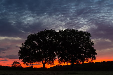silhouette photo of trees during golden hour thumbnail
