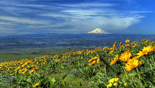 Landscape near Mount Hood, Oregon thumbnail