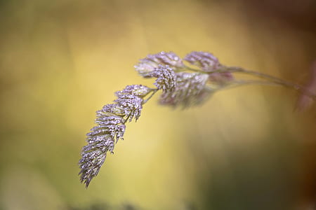 selective focus photography of purple cluster flower thumbnail