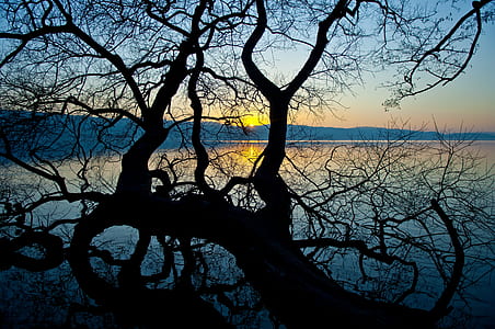 silhouette of bare tree illustration thumbnail