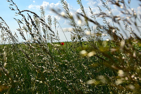 green grain field during daytime thumbnail