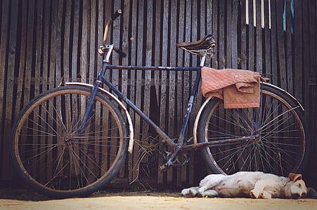 dog sleeping beside bicycle thumbnail