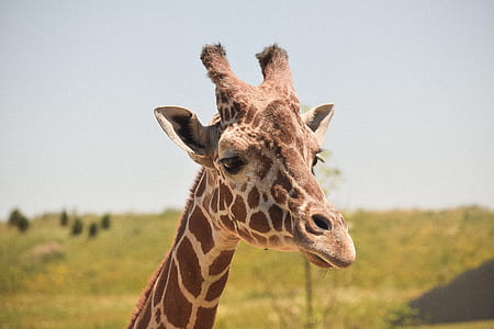 giraffe in closeup photography on green grass field during daytime thumbnail