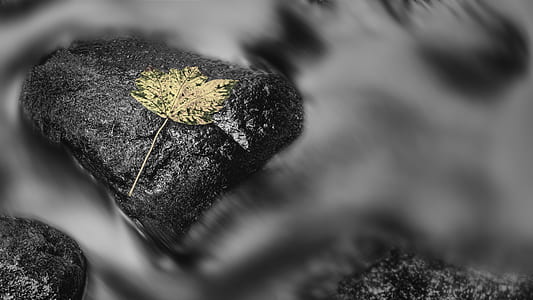 green leaf on black stone thumbnail