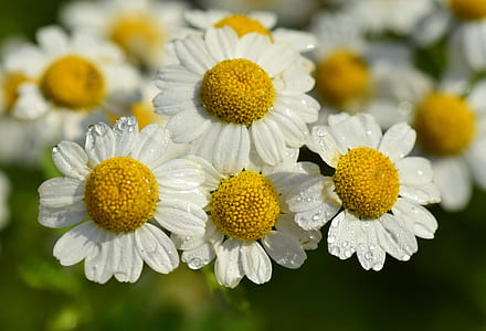four white daisies thumbnail