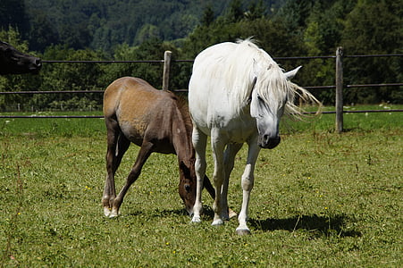 two white and brown horses standing on grass thumbnail