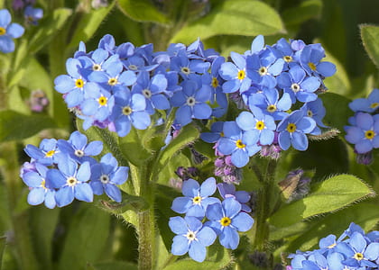 blue petaled flowers close-up photography thumbnail