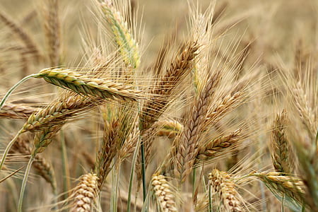 selective focus photography of wheat blades thumbnail