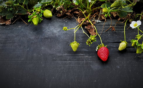 several strawberries in vines thumbnail