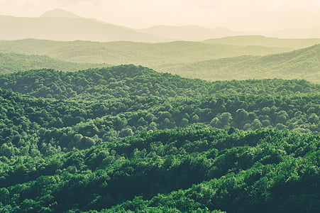 green leafed trees thumbnail