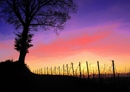 tree silhouette during twilight thumbnail