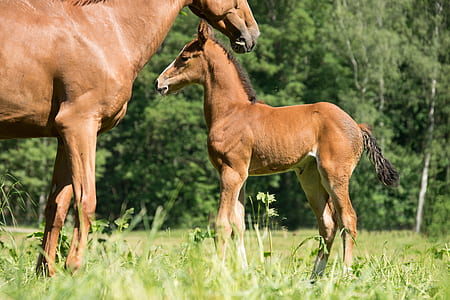 brown donkey on grass thumbnail