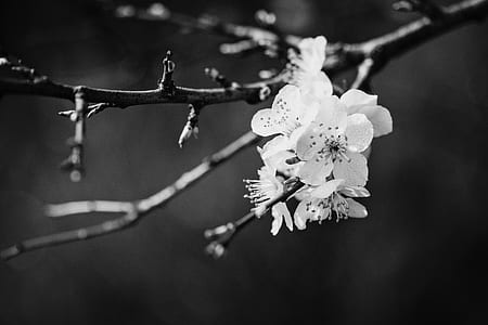 black-and-white, nature, flowers, petals thumbnail
