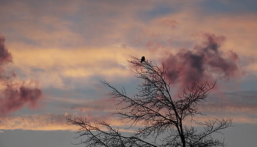 photography of tree during sunset thumbnail