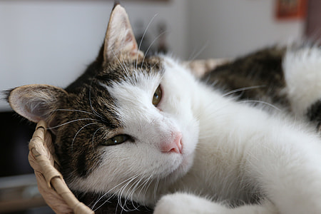 Cat, Adidas thumbnail
