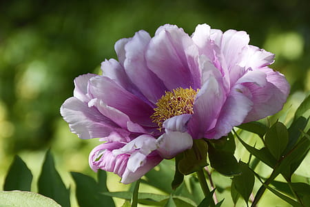 purple and white peony flower selective focus photography thumbnail