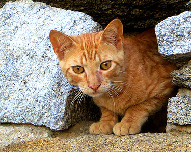 orange tabby cat between rocks thumbnail