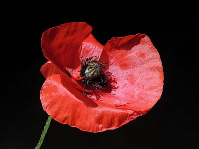 red and black flower thumbnail