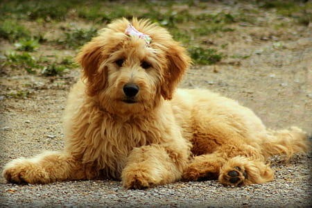 medium-coated tan dog lying on dirt road thumbnail