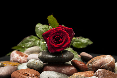 red rose on black stone thumbnail
