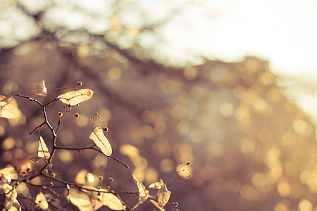 selective photo of brown leaves thumbnail