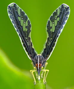 closeup photo of black and yellow insect thumbnail