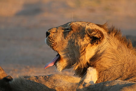 lion opening mouth thumbnail