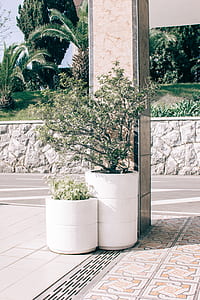 Two Green Potted Plants thumbnail