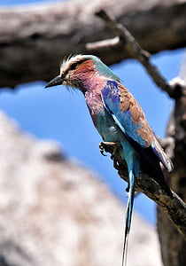Indian roller bird perching on tree thumbnail