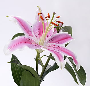 selective focus photography of pink stargazer lily flower thumbnail