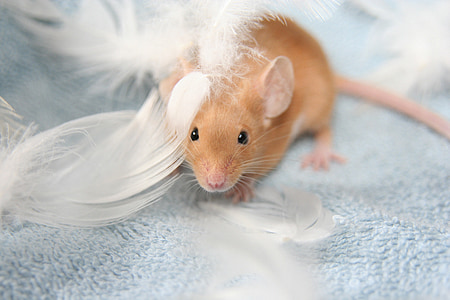 brown mice surrounded by white feathers thumbnail