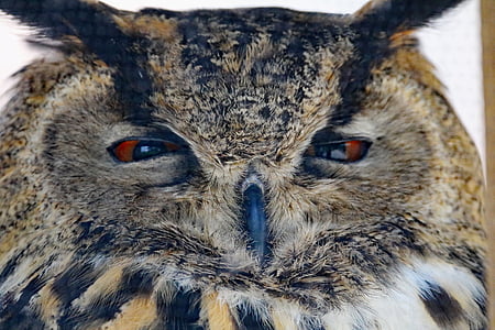 selective focus photography of owl thumbnail