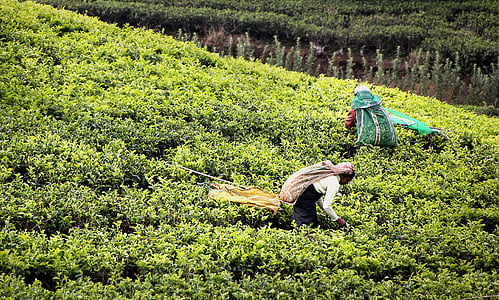 person planting plants thumbnail