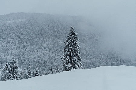 forest covered with snows thumbnail