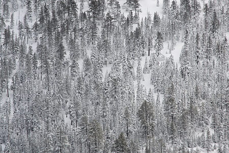 painting of snow coated forest thumbnail