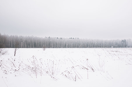 trees covered with snow thumbnail