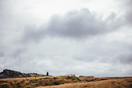 Arctic Grasslands Photo thumbnail