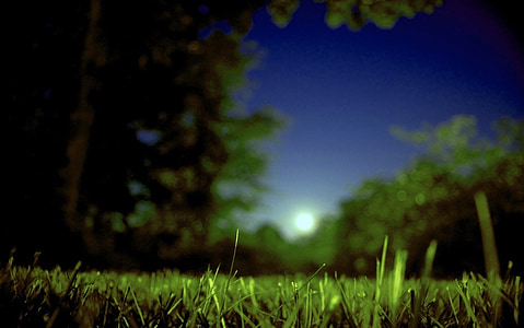 grass field near green trees thumbnail