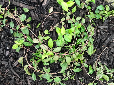 vine on black earth thumbnail