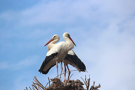 two white-and-black birds perched on brown surface thumbnail